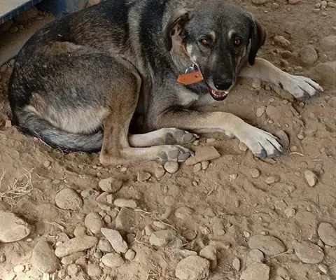Açık Gri